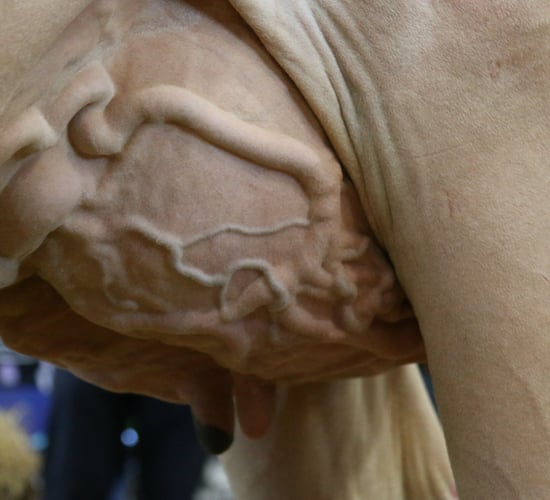 14 steps to get the best results at drying off