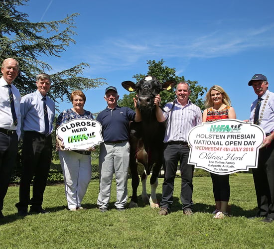 Heifers hit a top price of €3,750 at IHFA celebratory sale