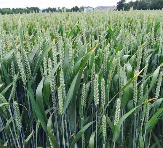 T3s to be applied to winter wheat