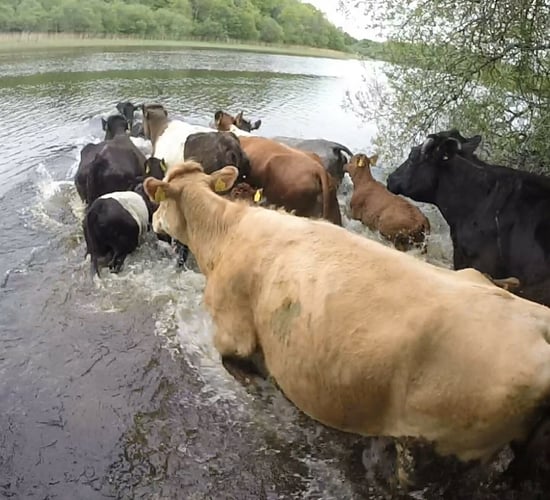 Fermanagh sucklers make a splash with annual island swim