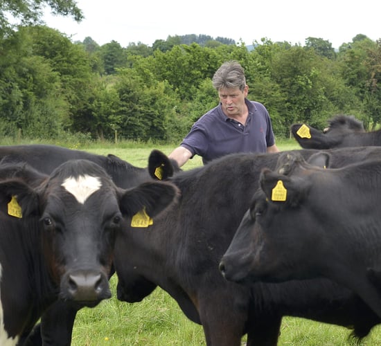 Closamectin Pour On is treatment of choice on Tipperary farm