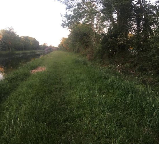 Graphic content: Midlands farmer finds ewe 'brutally killed and butchered'
