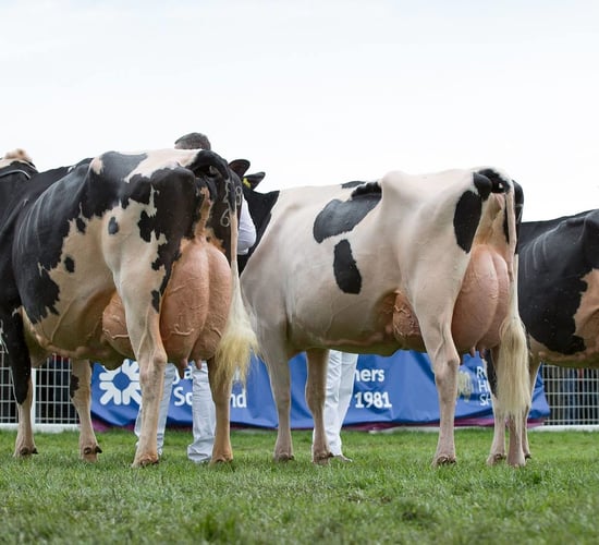 New Holstein UK president named