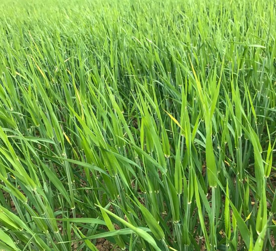 Malting barley price negotiations set to commence