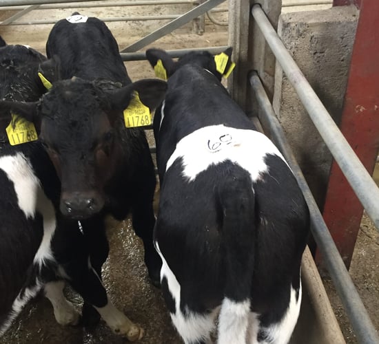Friesian bull calves for export selling up to €60/head in Cork marts
