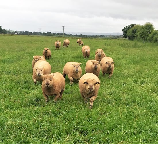 Sheep focus: Vendeéns become a 'Landmark' in Co. Cork