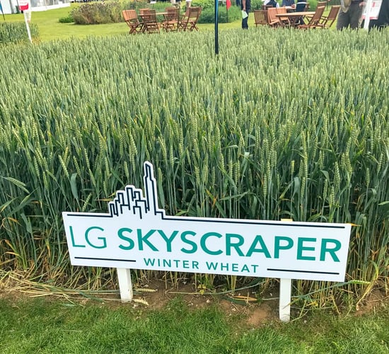 Skyscrapers of wheat and oilseed rape made of steel...what's new in crop varieties
