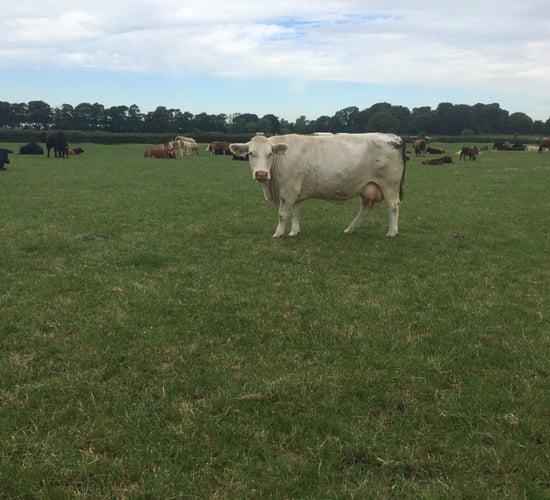 BEEF 2018: €300/cow net margin difference between average and high-performing herds