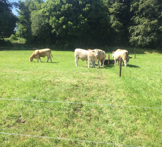 Getting the basics right when it comes to grazing infrastructure