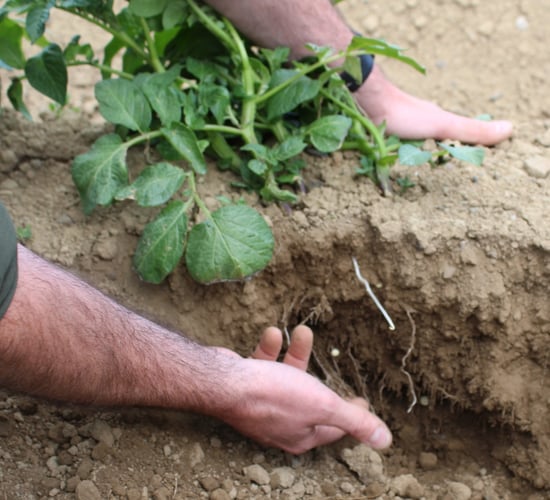 Irrigation now a priority for potato growers