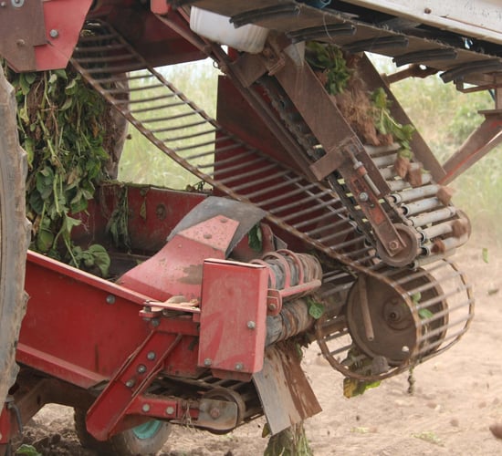 Potatoes enjoy a 12-month period of significant growth