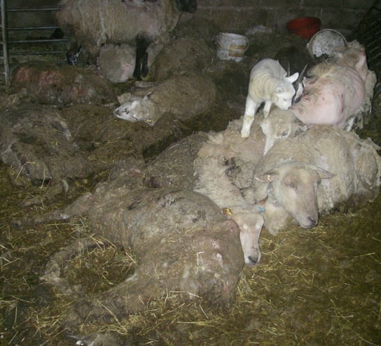 Pigs found 'eating the remains of dead animals' on horrific Bristol holding