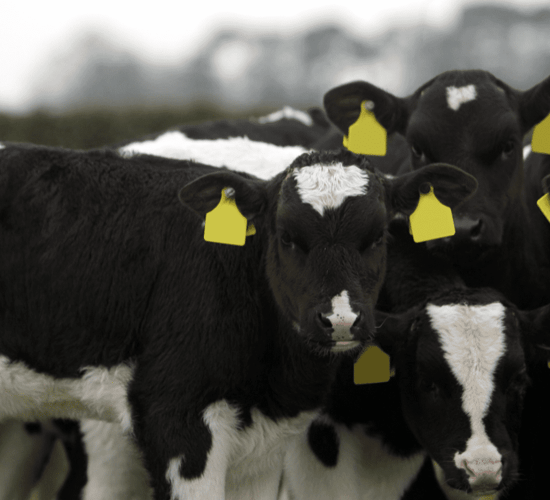 US scientists create vaccine 'cocktail' to protect cattle against Johne's disease