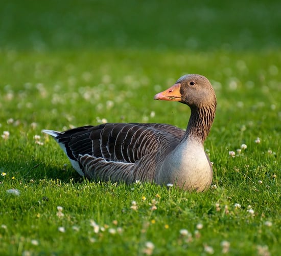 Second bird flu case confirmed in Northern Ireland