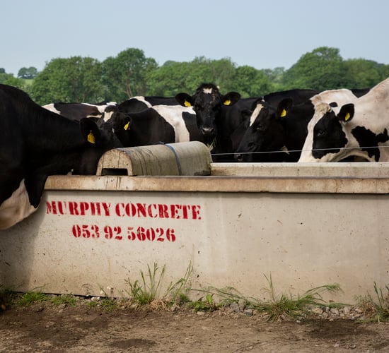 Ensuring cows have access to clean water