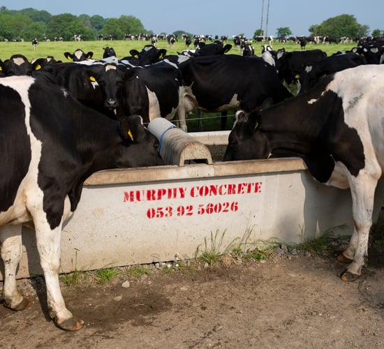 Dairy advice: Ensuring cows have access to water
