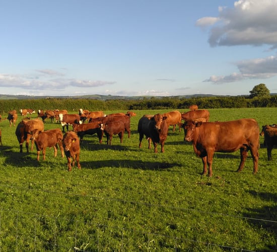 Suckler farm walk set to showcase Stabiliser breed