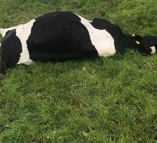 Video: Nitrate poisoning claims 11 cattle on reseeded field