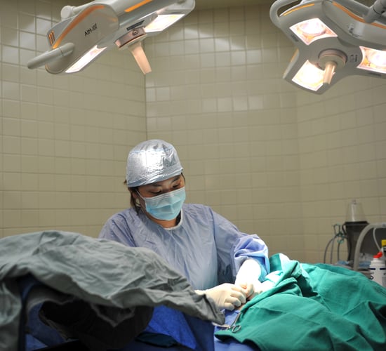 Veterinary Council of Ireland seeks views on corporate strategy