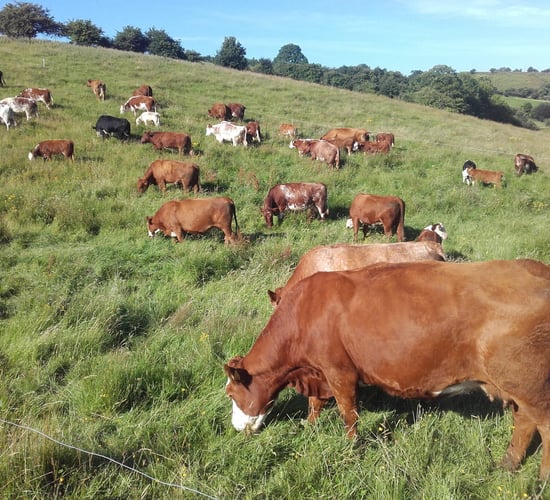 'At 10 I told a silage contractor that I wanted to be an artist'