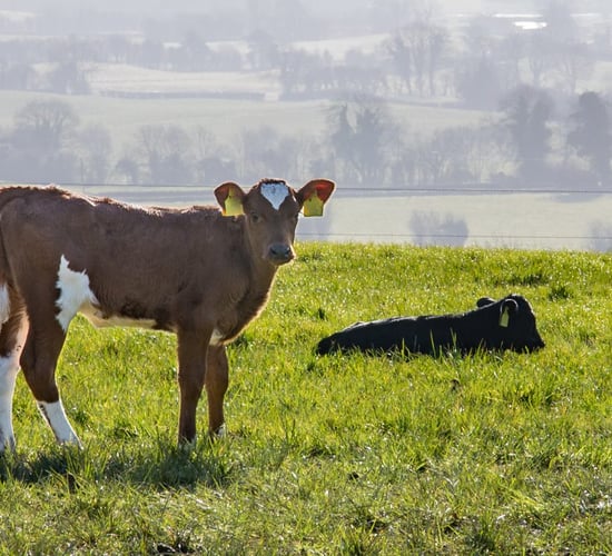 Monitoring target weights in heifer calves