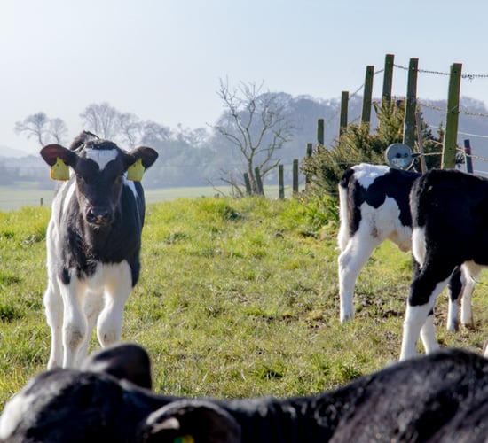 Mycoplasma bovis causing 'significant losses' on NI farms