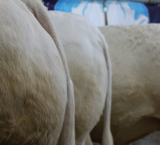 Conference to focus on improving profitability in beef production