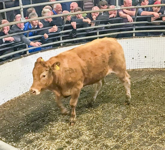 Pics and prices: Sharp trade for quality lots at Ballinrobe Mart