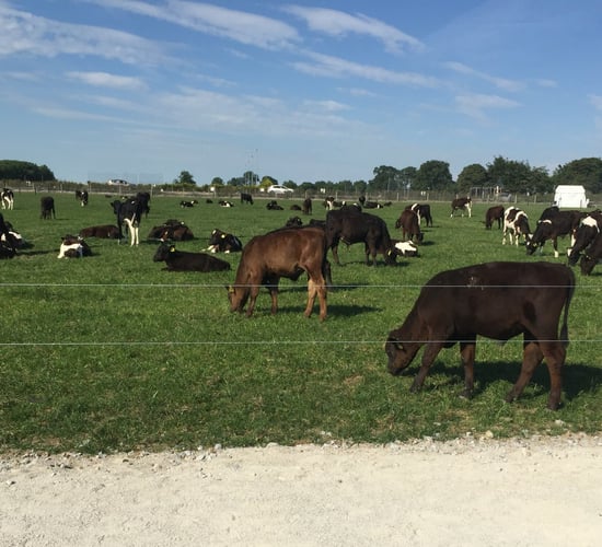 National Beef Conference: A new index to rank beef bulls for use by the dairy farmer