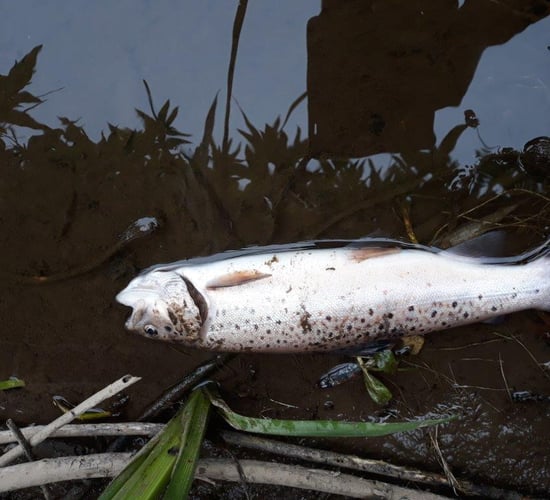 Warm weather and fish kills trigger summer water pollution warning