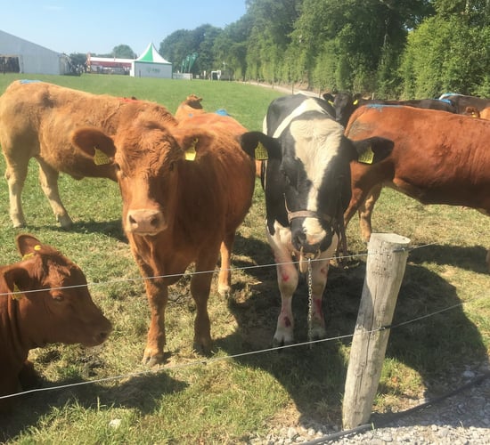 Should I buy in or breed my own replacements?