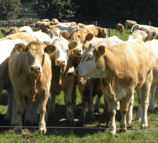 5 reasons why every beef farmer should attend BEEF 2018