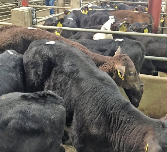 Pics and prices: Angus calves dominate Cahir trading
