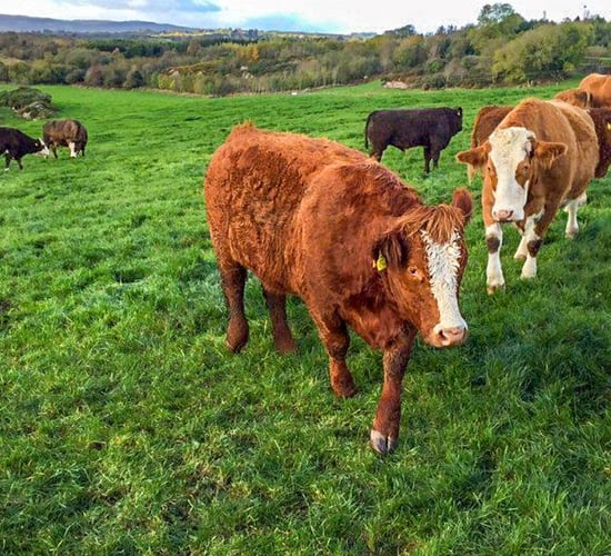 'The more grass I grow, the more profit I make'