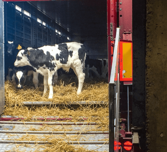 Calf exports increase by over 34,000 head on 2017 levels