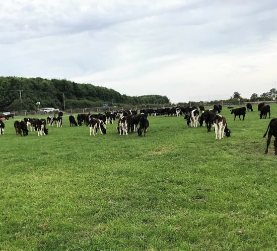 Dairy calf-to-beef: How much money can be saved by hitting targets?
