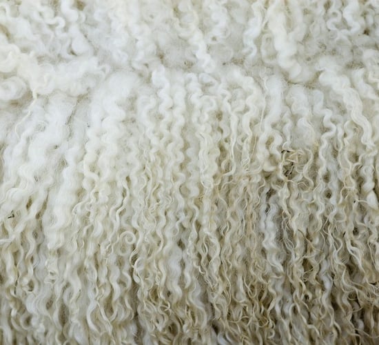 ICSA: Wool has been undervalued for far too long