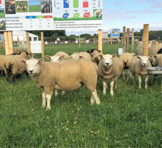 INZAC flock: New Zealand lambs reach slaughter weights earlier