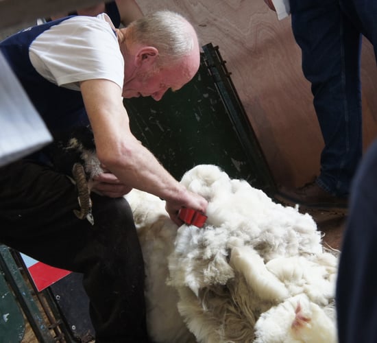 British Wool reaffirms stakeholder commitment to auction