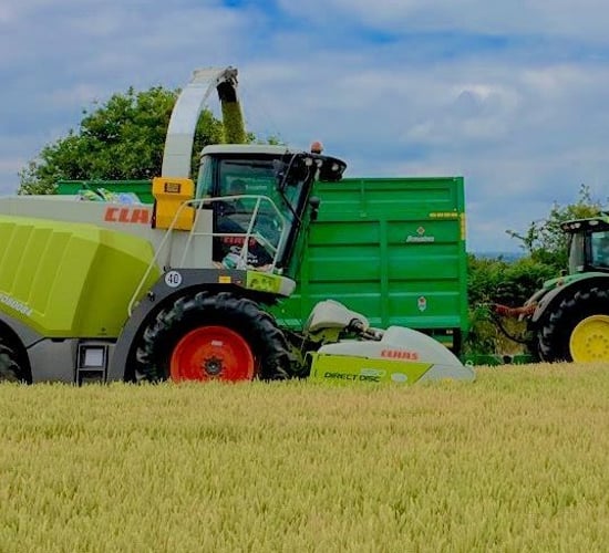 When to cut wholecrop silage?