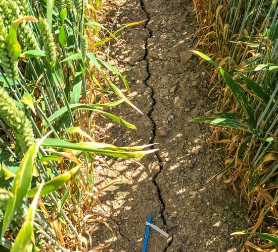 Drought: EU summer crop-yield outlook further reduced