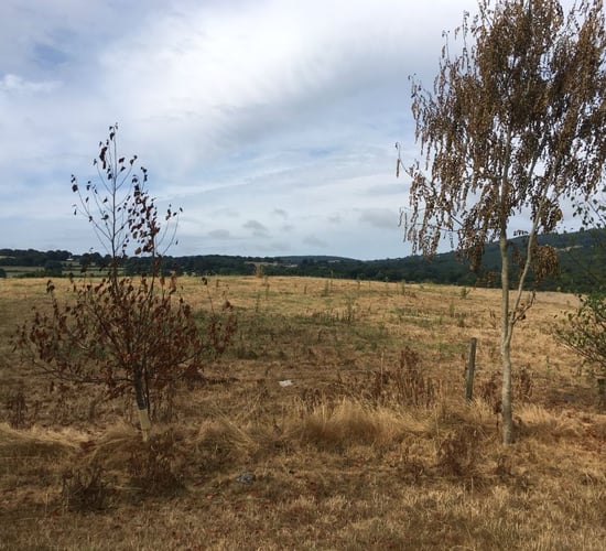 What advice do co-ops have for drought-stricken farmers?
