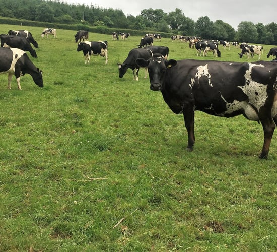 Dairy focus: Silage and meal in, as drought takes hold in Co. Laois