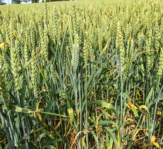 How to maximise the potential of spring-sown winter wheat