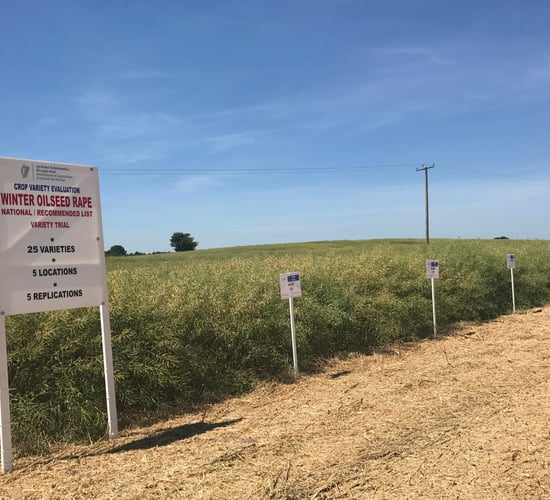 Oilseed rape recommended list published