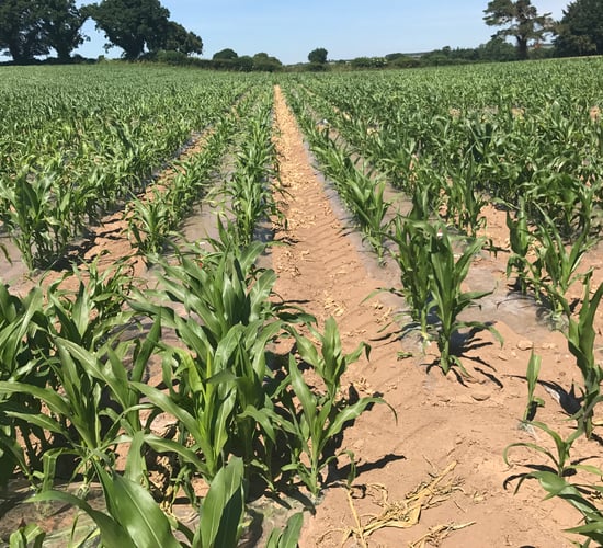 Maize acreage looks set to increase by 15% in 2022