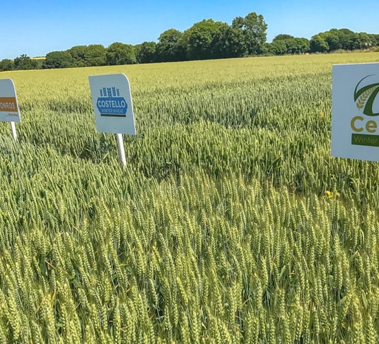 New varieties look like a good 'Prospect'
