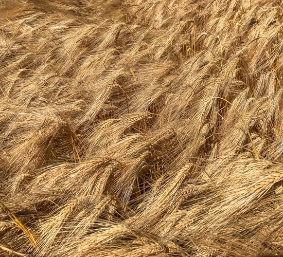 Dairygold grain prices welcomed by IFA