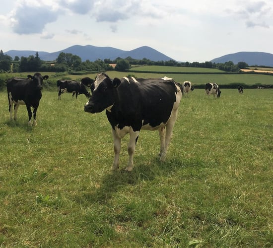 Dairy focus: Tipperary family stands out from the crowd when it comes to milk quality