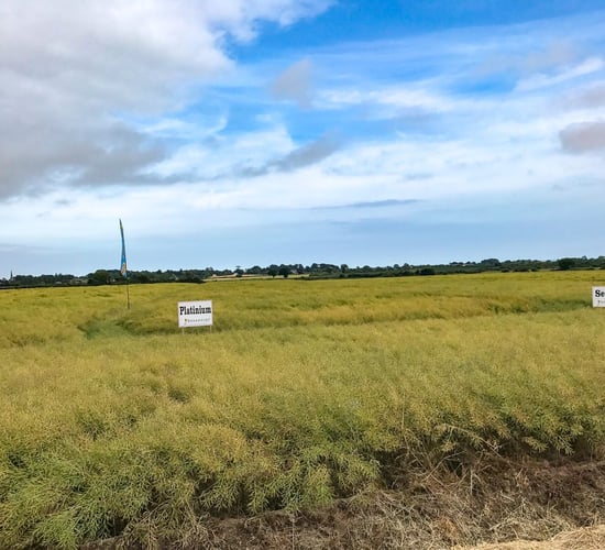 Clearfield to take up some of this season's oilseed rape seed